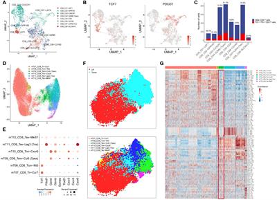 Precursor exhausted CD8+T cells in colorectal cancer tissues associated with patient’s survival and immunotherapy responsiveness